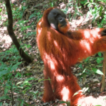 Ultimativer Trekking Guide in Sumatra: Erlebe die letzten Orang Utans in freier Wildnis