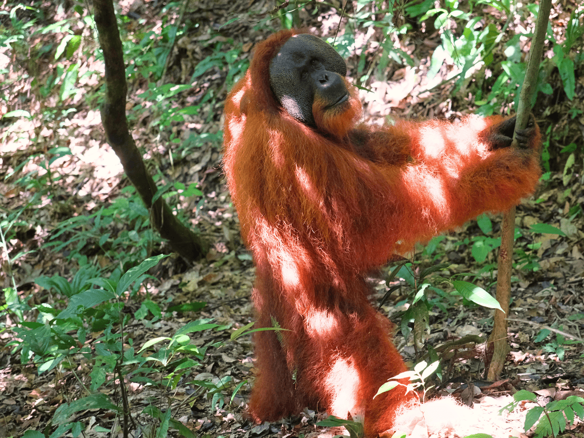 Read more about the article Ultimativer Trekking Guide in Sumatra: Erlebe die letzten Orang Utans in freier Wildnis