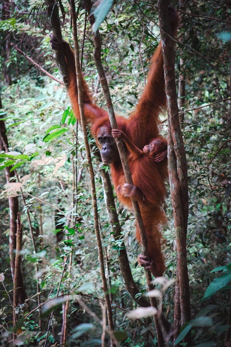 Orang Utans